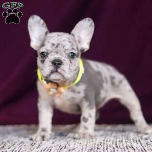 Allie, French Bulldog Puppy